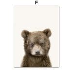 Affiche photographies d’animaux de la foret - F / 40X50